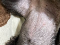-芭比堂动物医院广州顽皮分院