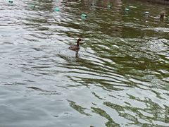 -西湖外事游船(湖滨二公园外事游船码头)