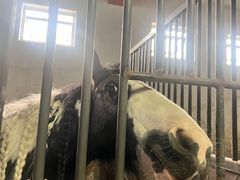 -北京群众马术培训基地