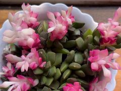 -慢丽江·云南野生菌土鸡锅(付家庄店)