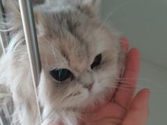 -十月米努特矮脚猫舍