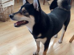 -柴の食堂·日式家庭料理·熊之肆(大学路店)