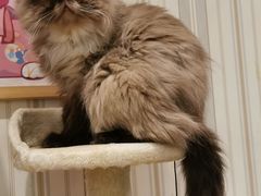 -猫小院猫主题咖啡厅(北锣店)