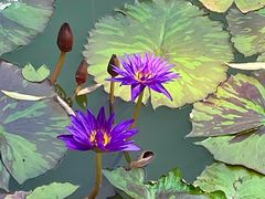 -国家植物园南园