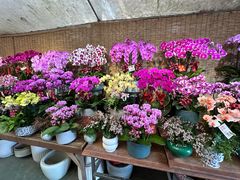 -龙大花卉苗木市场