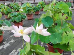 -莲花池公园