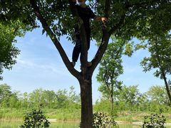 -合肥滨湖国家森林公园