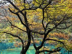 -九寨沟-树正沟