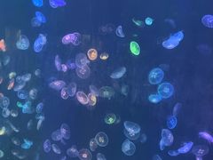 -烟台海昌鲸鲨海洋公园