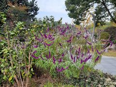 -昆山城市生态森林公园