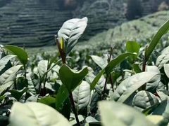 -龙坞茶村