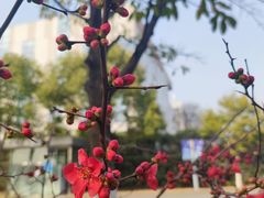 -金陵图书馆