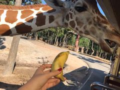 -清迈夜间动物园