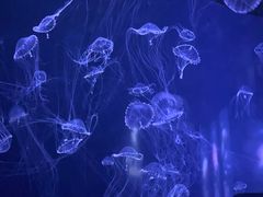 -青岛海底世界-水族馆