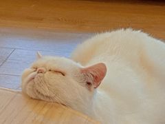 -猫腻·猫咖·撸猫馆(星光大道店)