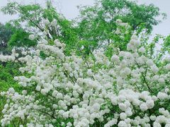 -铁山坪森林公园