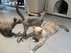 -琪喵猫屋·撸猫猫咖·猫舍