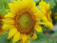 -国际非物质文化遗产博览园