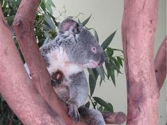 -费瑟代尔野生动物园