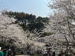 -南山植物园
