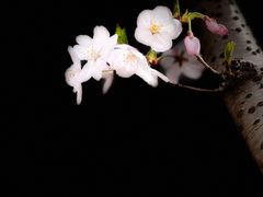 -高东镇樱花园
