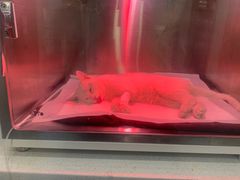 -萌兽医馆·犬猫专科·眼科中心·宠物医院(朝阳门分院)