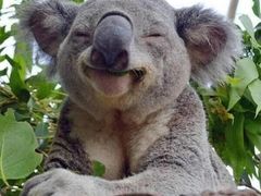 -北京赛佳动物医院