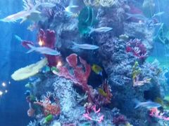 -芜湖新华联大白鲸海洋公园