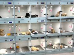 -萌宠之家·腊肠犬·马尔泰·小体犬舍