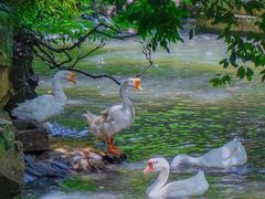 -绍兴鲁迅故里·沈园景区