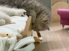 -momokira米努特·德文卷毛猫·棉花面纱犬