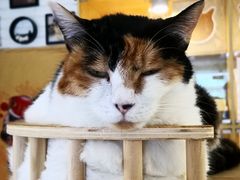 -平行世界·猫咖(首经贸店)