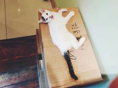 -猫的天空之城概念书店(苏州平江店)