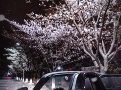 -高东镇樱花园