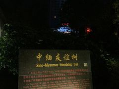 -中缅友谊树