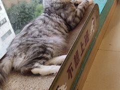 -猫在这儿猫咪咖啡馆·撸猫馆