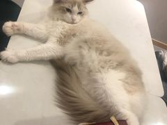 -飞行喵MR PILOT|猫舍·猫咖(静安大融城店)