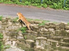 -大连森林动物园