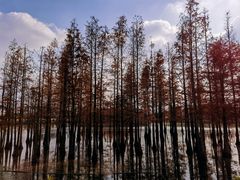 -白鹭湾湿地公园
