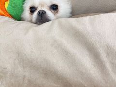 -怪兽屋·羊驼·猫咖·狗咖(俊华广场店)