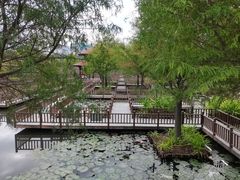 -五缘湾湿地公园