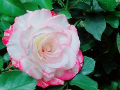 -人民公园(罗湖区)