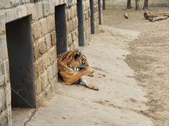 -北京野生动物园