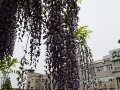 -嘉定紫藤园