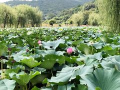 -龙寺生态园