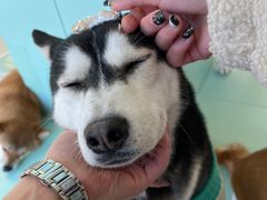 -怪兽屋·羊驼·猫咖·狗咖(俊华广场店)