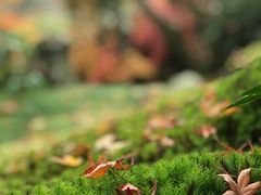 -西芳寺(苔寺)
