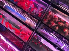 -宝鸡东道花鸟鱼虫市场(吉利花园商场店)