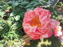 -上海鲜花港