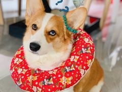 -瑞派旺宝宠物医院·犬猫全科综合·尿道专科(莲兴院)